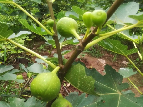 无花果种植基地